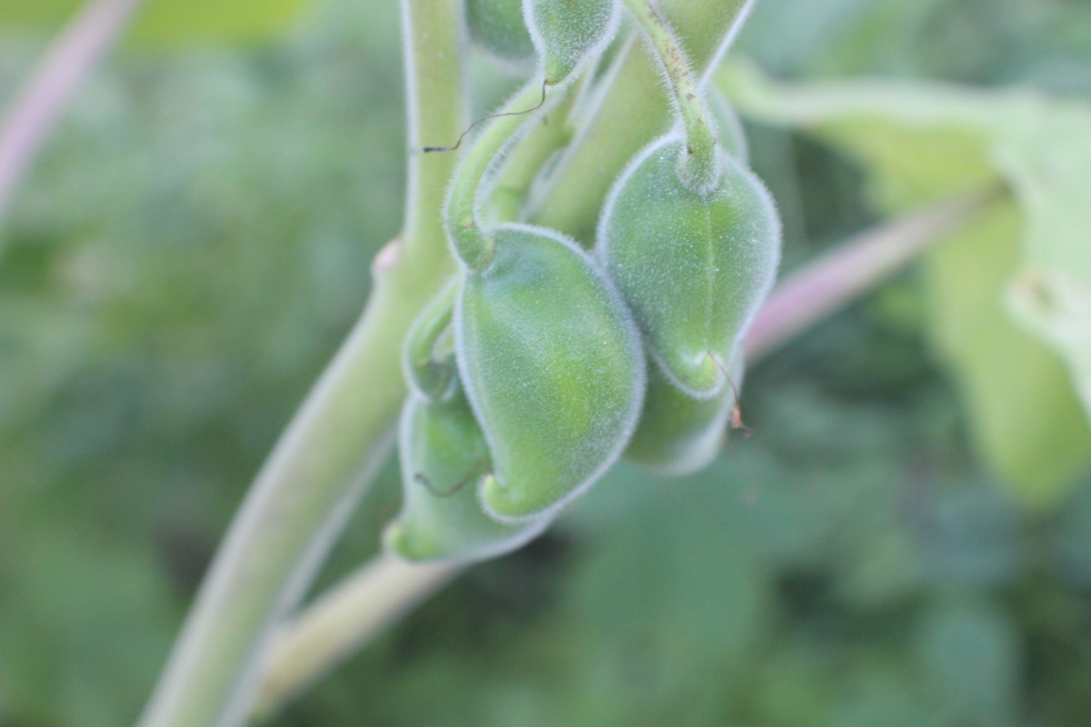 Martynia annua L.